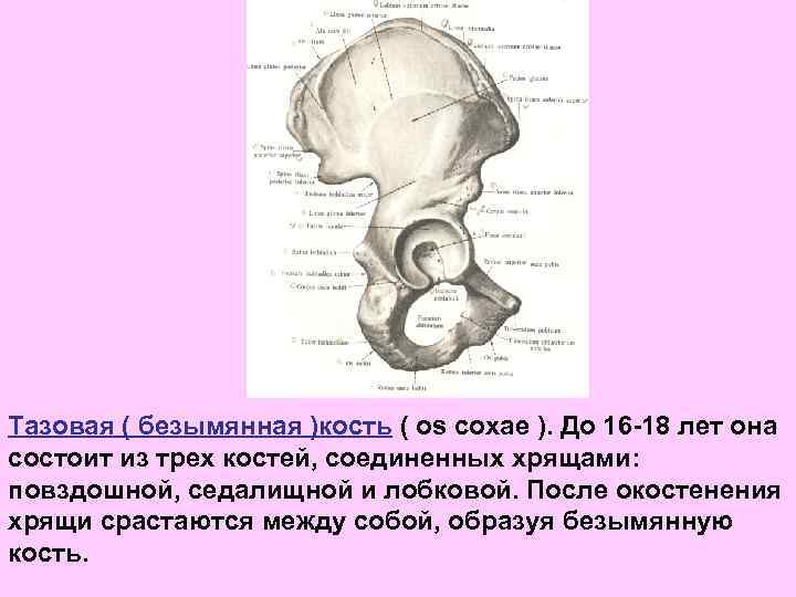 Тазовая ( безымянная )кость ( os coxae ). До 16 -18 лет она состоит