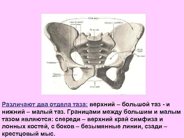 Различают два отдела таза: верхний – большой таз - и нижний – малый таз.