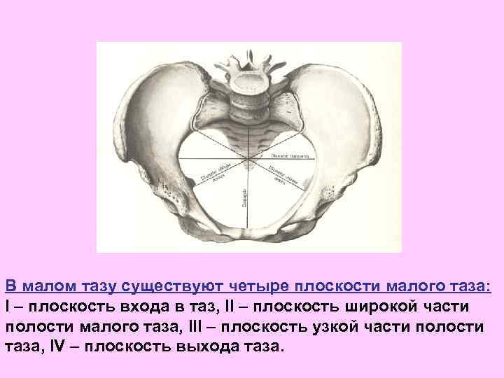 Полость малого таза