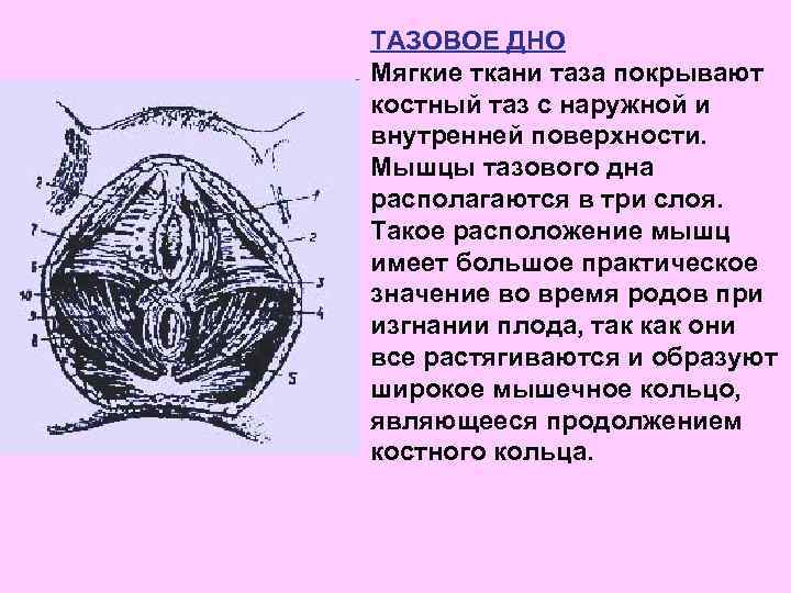 ТАЗОВОЕ ДНО Мягкие ткани таза покрывают костный таз с наружной и внутренней поверхности. Мышцы