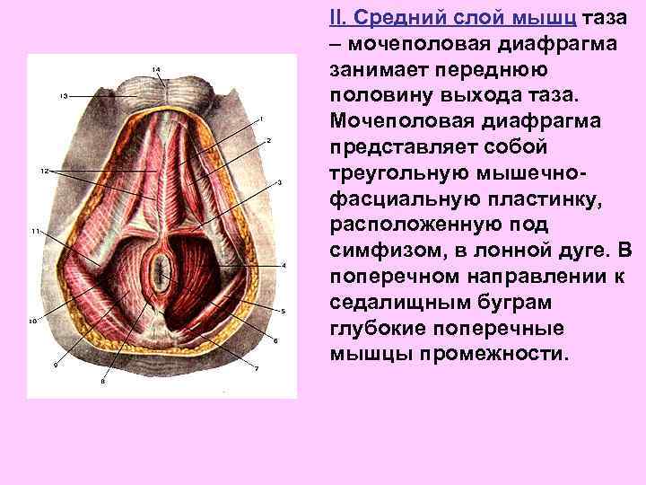 II. Средний слой мышц таза – мочеполовая диафрагма занимает переднюю половину выхода таза. Мочеполовая