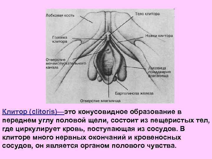 Клитор (clitoris)—это конусовидное образование в переднем углу половой щели, состоит из пещеристых тел, где