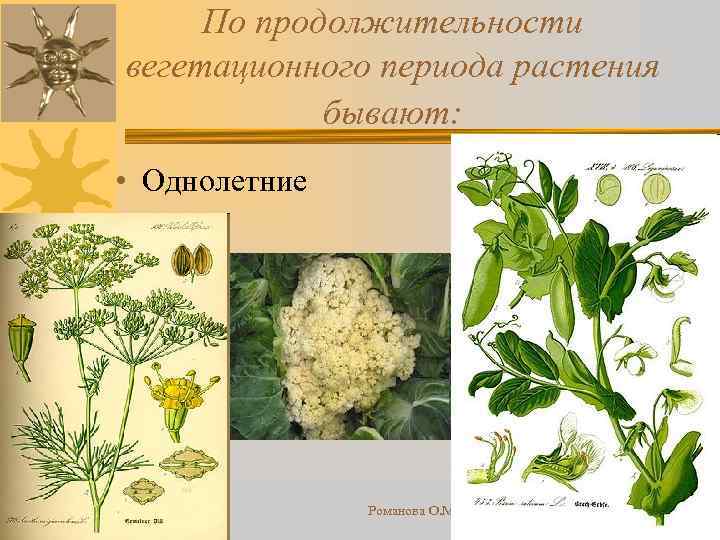 По продолжительности вегетационного периода растения бывают: • Однолетние 18. 02. 2018 Романова О. М.