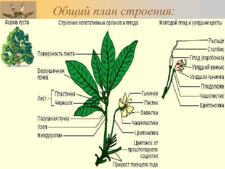 Общий план строения: 18. 02. 2018 Романова О. М. 17 