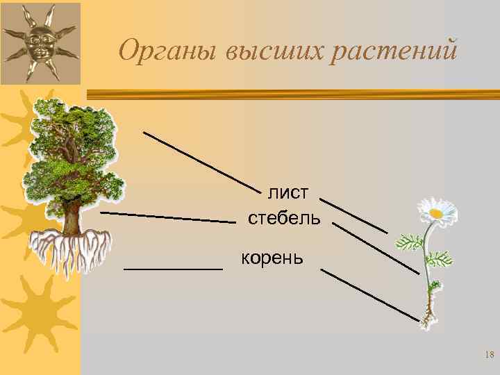 Органы высших растений лист стебель корень 18 