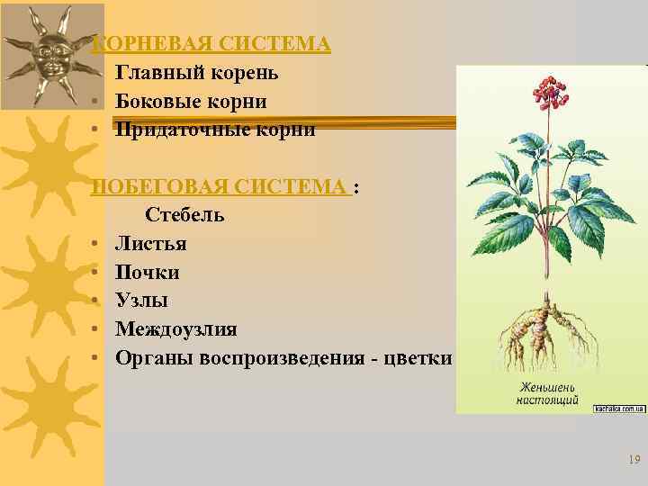 КОРНЕВАЯ СИСТЕМА • Главный корень • Боковые корни • Придаточные корни ПОБЕГОВАЯ СИСТЕМА :