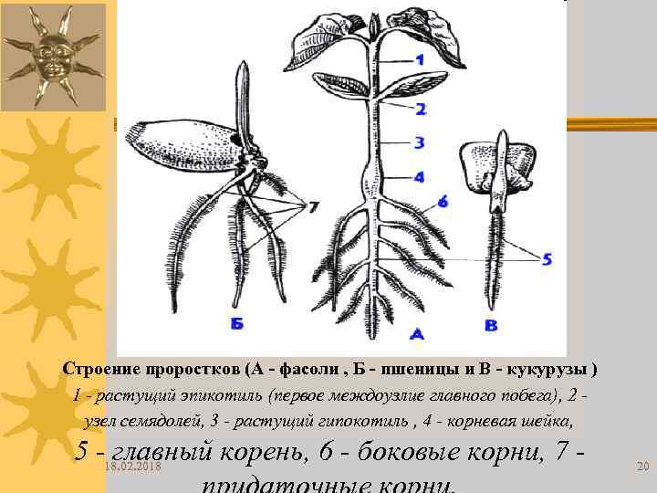 Строение проростков (А - фасоли , Б - пшеницы и В - кукурузы )