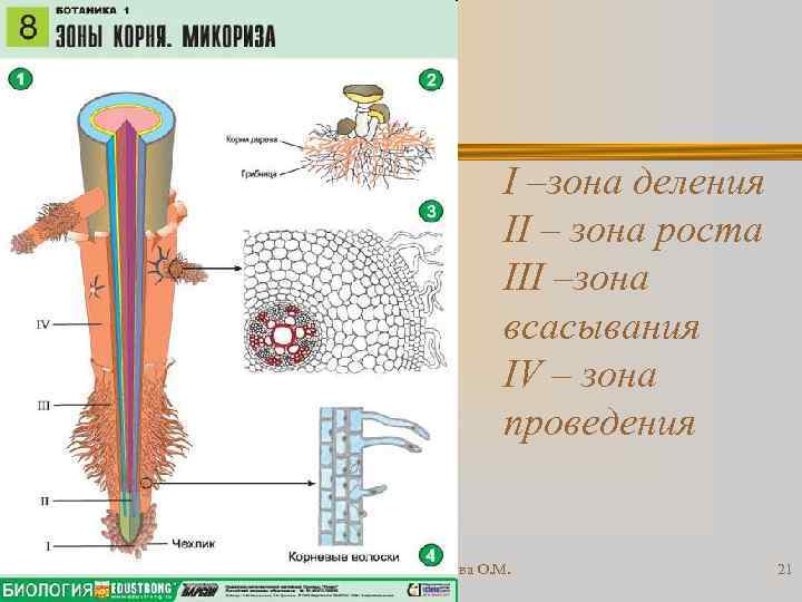 I –зона деления II – зона роста III –зона всасывания IV – зона проведения