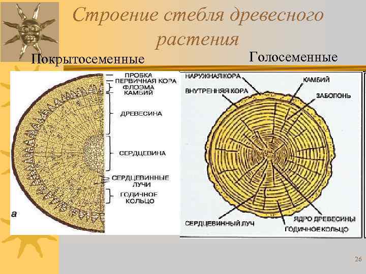 Строение стебля древесного растения Покрытосеменные Голосеменные 26 