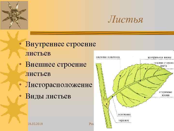 Листья • Внутреннее строение листьев • Внешнее строение листьев • Листорасположение • Виды листьев