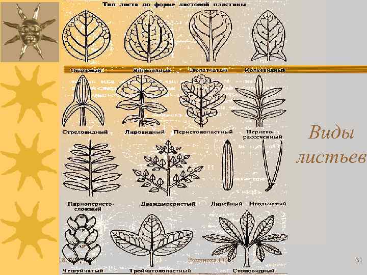 Виды листьев 18. 02. 2018 Романова О. М. 31 