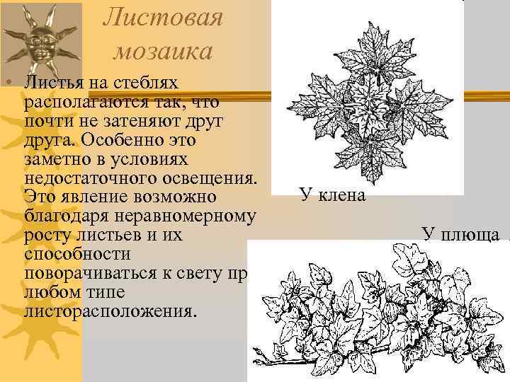 Листовая мозаика • Листья на стеблях располагаются так, что почти не затеняют друга. Особенно