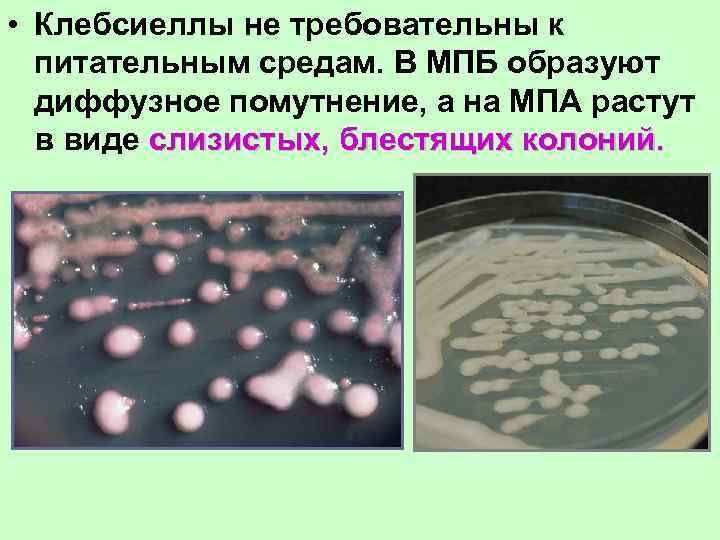  • Клебсиеллы не требовательны к питательным средам. В МПБ образуют диффузное помутнение, а