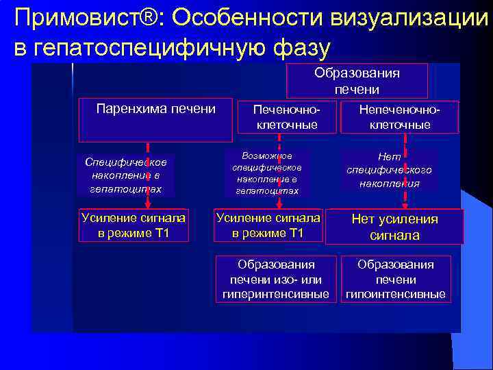 Примовист®: Особенности визуализации в гепатоспецифичную фазу Образования печени Паренхима печени Специфическое накопление в гепатоцитах
