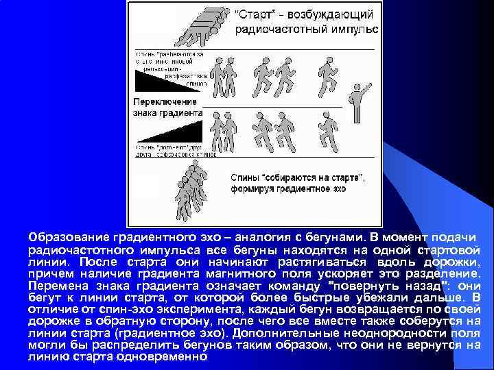 Образование градиентного эхо – аналогия с бегунами. В момент подачи радиочастотного импульса все бегуны