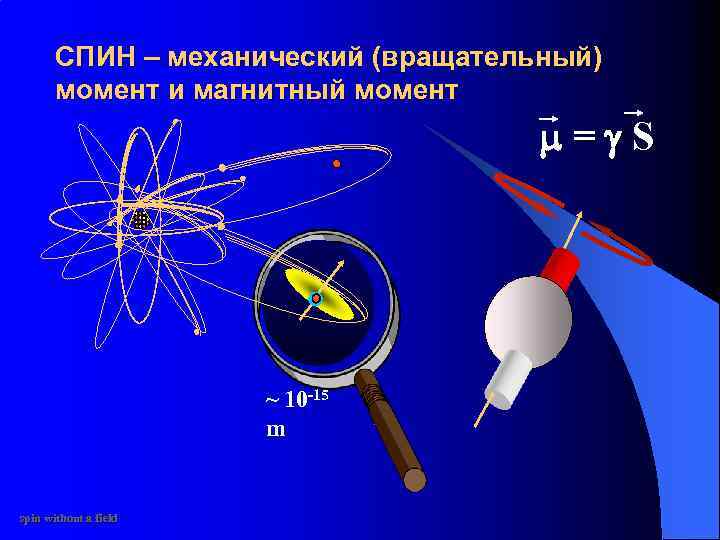 СПИН – механический (вращательный) момент и магнитный момент = S ~ 10 -15 m