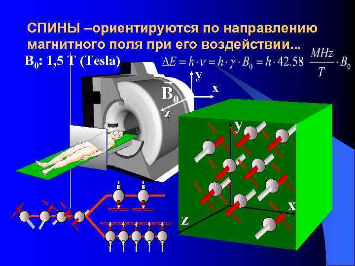 СПИНЫ –ориентируются по направлению магнитного поля при его воздействии. . . B 0: 1,