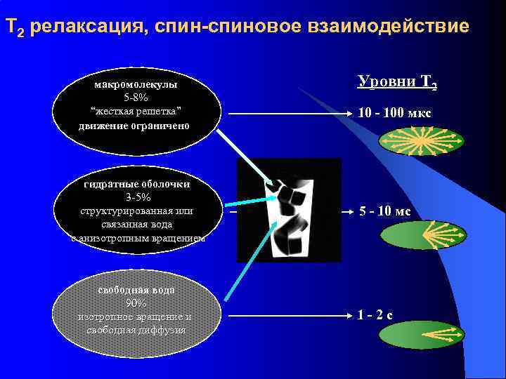 T 2 релаксация, спин-спиновое взаимодействие макромолекулы 5 -8% “жесткая решетка” движение ограничено гидратные оболочки