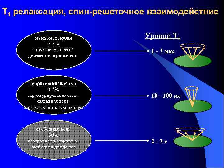 T 1 релаксация, спин-решеточное взаимодействие макромолекулы 5 -8% “жесткая решетка” движение ограничено гидратные оболочки