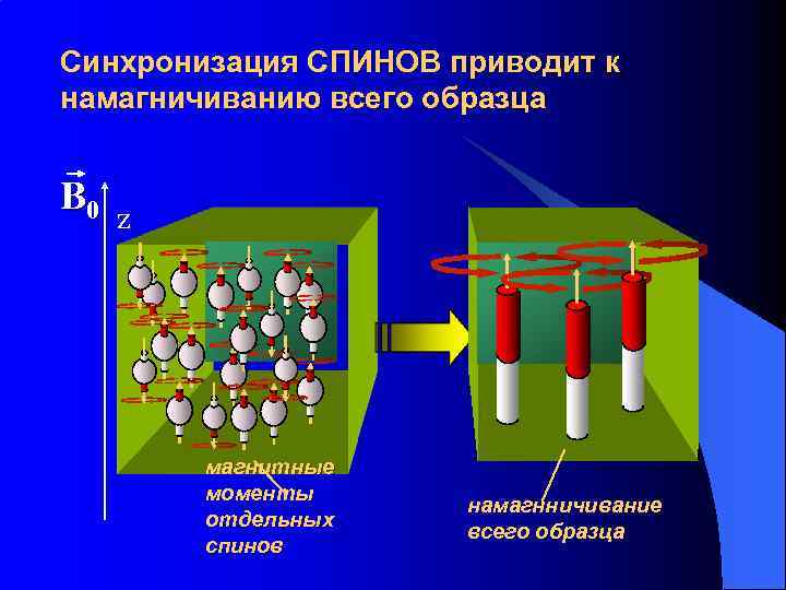 Синхронизация СПИНОВ приводит к намагничиванию всего образца B 0 z магнитные моменты отдельных спинов