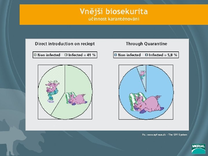 Vnější biosekurita účinnost karanténování Pic. : www. spf-sus. dk - The SPF System 