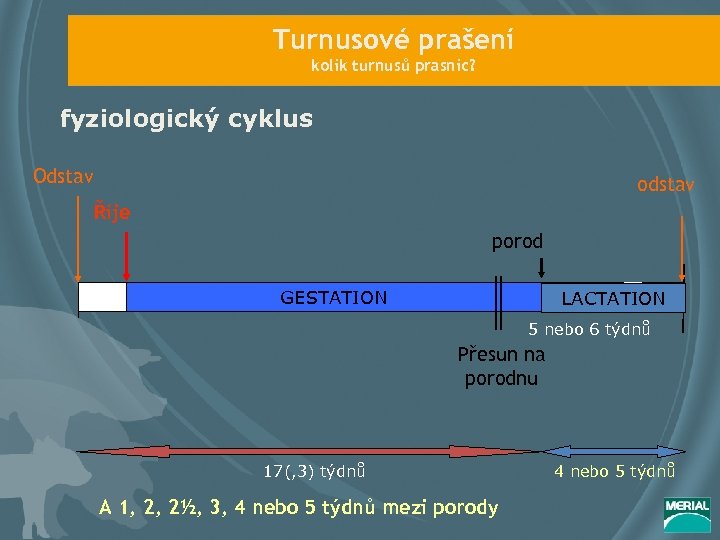 Turnusové prašení kolik turnusů prasnic? fyziologický cyklus Odstav odstav Říje porod GESTATION LACTATION 5