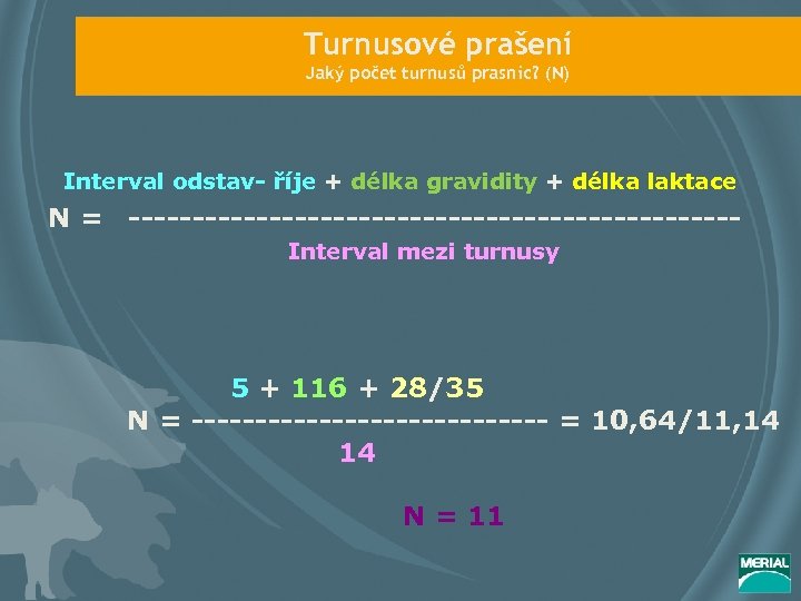 Turnusové prašení Jaký počet turnusů prasnic? (N) Interval odstav- říje + délka gravidity +