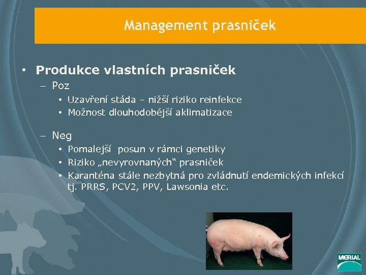 Management prasniček • Produkce vlastních prasniček – Poz • Uzavření stáda – nižší riziko