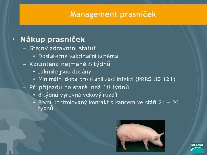 Management prasniček • Nákup prasniček – Stejný zdravotní statut • Dostatečné vakcinační schéma –