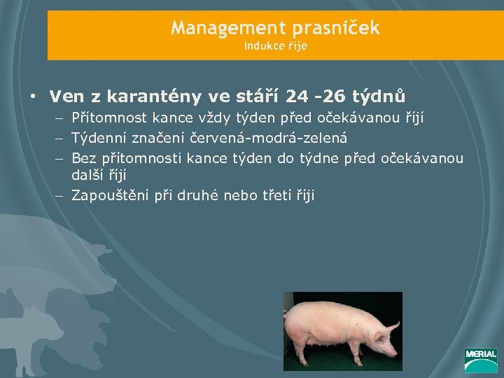 Management prasniček Indukce říje • Ven z karantény ve stáří 24 -26 týdnů –