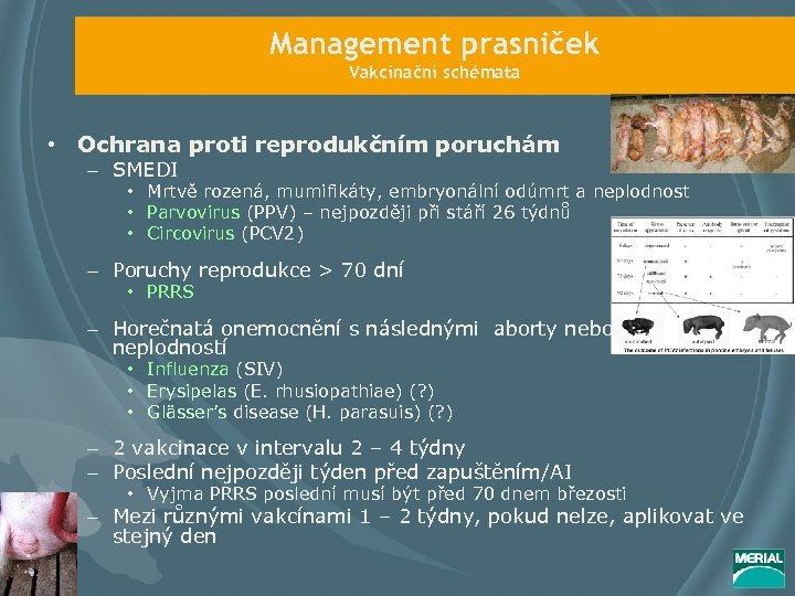 Management prasniček Vakcinační schémata • Ochrana proti reprodukčním poruchám – SMEDI • Mrtvě rozená,