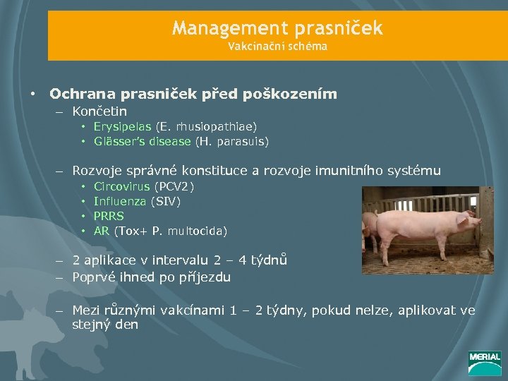 Management prasniček Vakcinační schéma • Ochrana prasniček před poškozením – Končetin • Erysipelas (E.