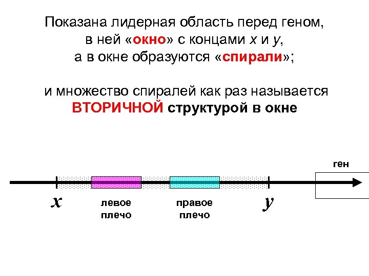 Показана лидерная область перед геном, в ней «окно» с концами x и y, а
