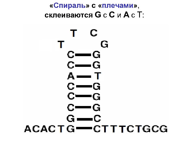  «Спираль» с «плечами» , склеиваются G с C и A с T: 
