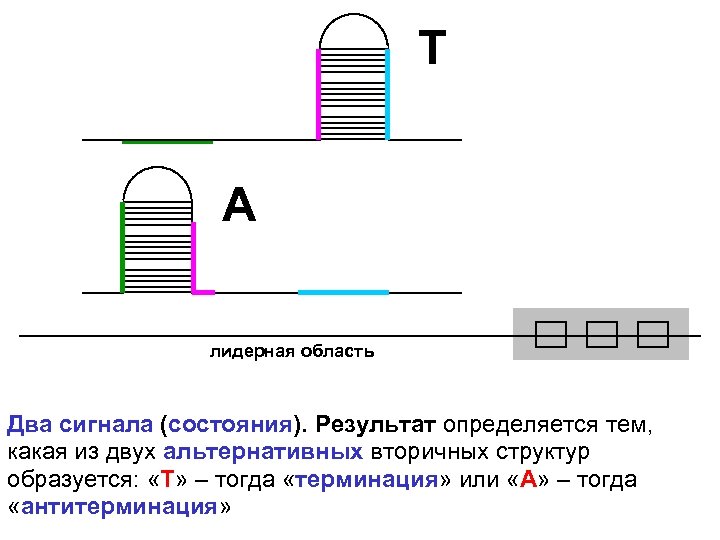 T A лидерная область Два сигнала (состояния). Результат определяется тем, какая из двух альтернативных