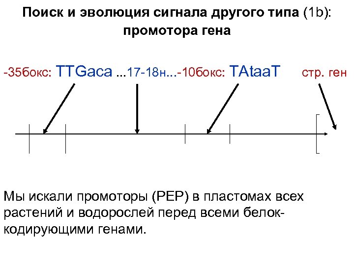 Поиск и эволюция сигнала другого типа (1 b): промотора гена -35 бокс: TTGaca. .