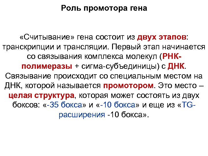 Роль промотора гена «Считывание» гена состоит из двух этапов: транскрипции и трансляции. Первый этап