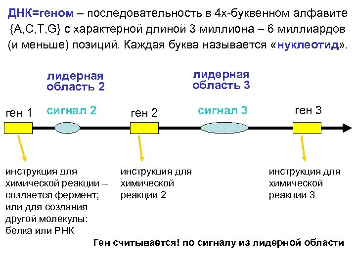 ДНК=геном – последовательность в 4 х-буквенном алфавите {A, C, T, G} с характерной длиной