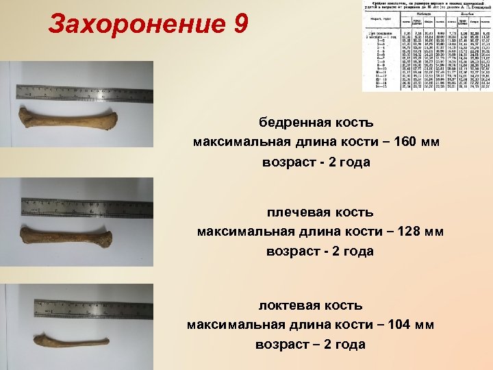 Захоронение 9 бедренная кость максимальная длина кости – 160 мм возраст - 2 года