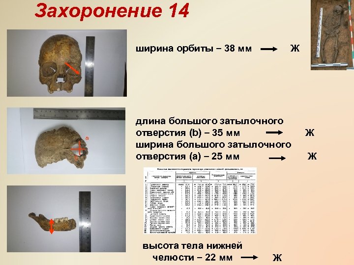 Захоронение 14 ширина орбиты – 38 мм а b Ж длина большого затылочного отверстия