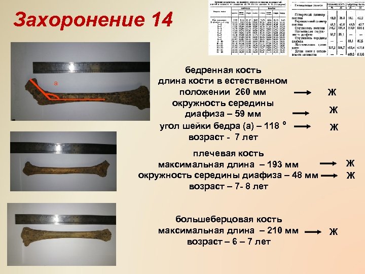 Захоронение 14 а бедренная кость длина кости в естественном положении 260 мм окружность середины