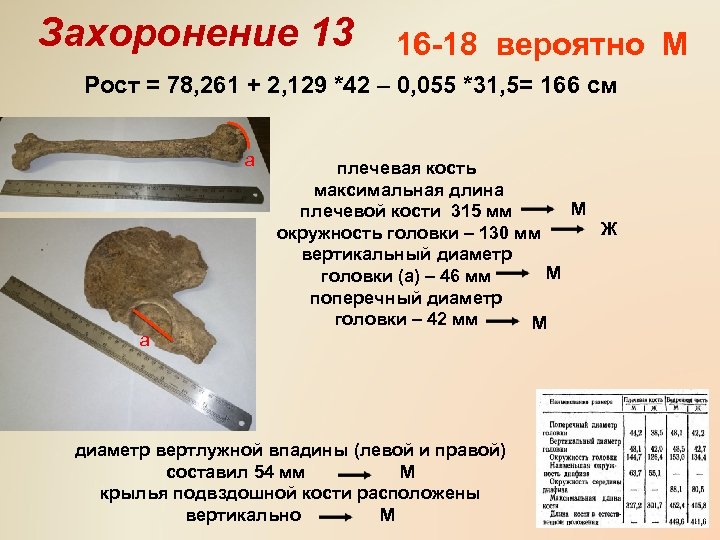 Захоронение 13 16 -18 вероятно М Рост = 78, 261 + 2, 129 *42