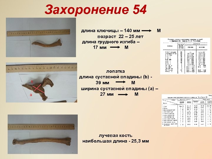 Захоронение 54 длина ключицы – 140 мм возраст 22 – 25 лет длина грудного