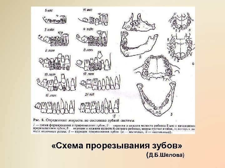  «Схема прорезывания зубов» ( Д. Б. Шелова) 