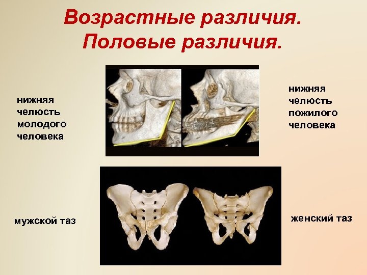 Нижний разница. Возрастные изменения таза. Половые и возрастные различия таза. Возрастные различия таза.