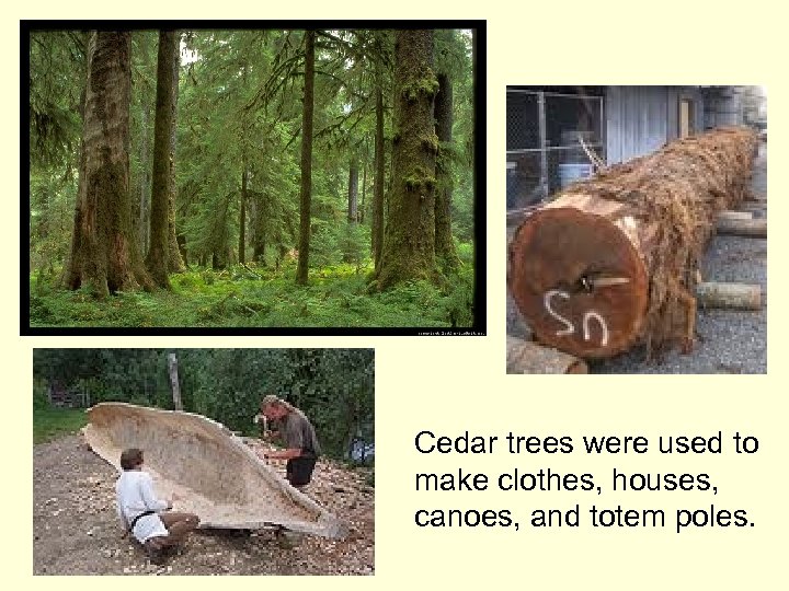 Cedar trees were used to make clothes, houses, canoes, and totem poles. 