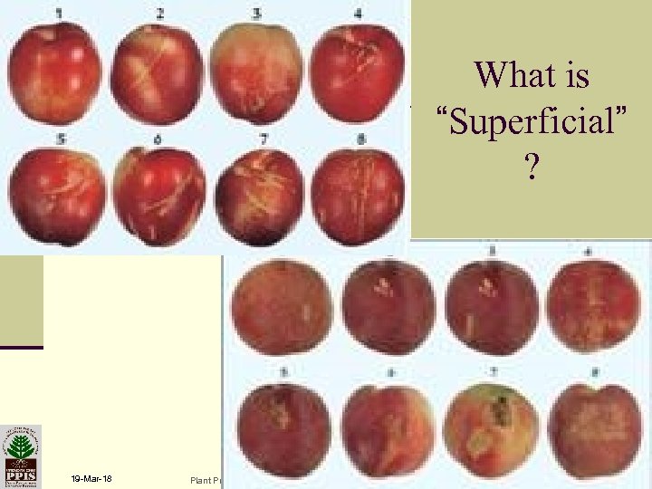 What is “Superficial” ? 19 -Mar-18 Plant Protection & Inspection Services Ministry of Agriculture