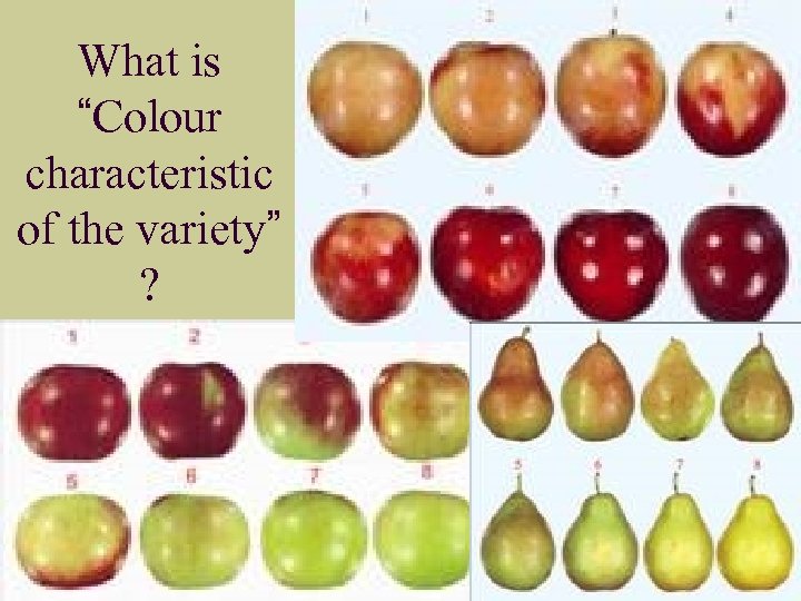 What is “Colour characteristic of the variety” ? 19 -Mar-18 Plant Protection & Inspection