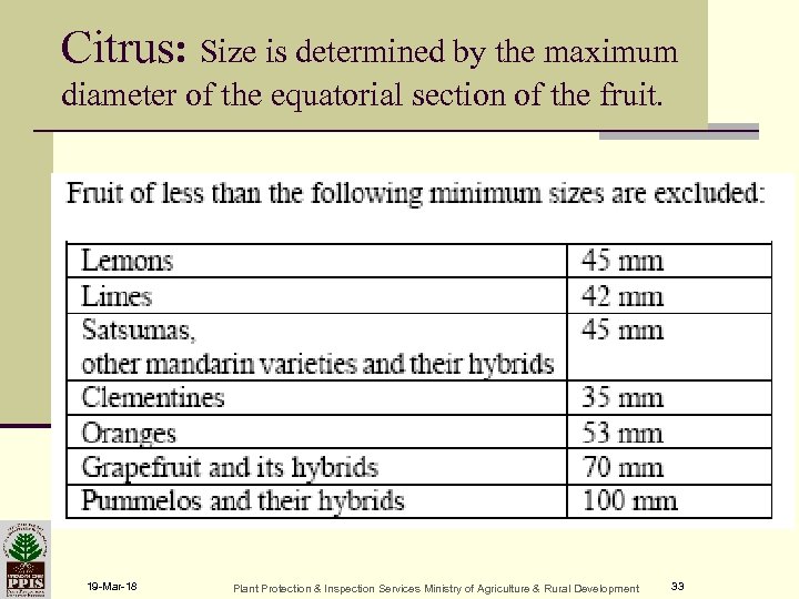 Citrus: Size is determined by the maximum diameter of the equatorial section of the