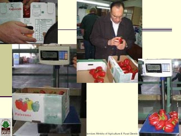 19 -Mar-18 Plant Protection & Inspection Services Ministry of Agriculture & Rural Development 38